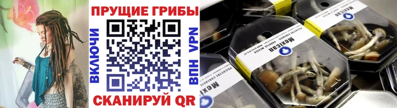 Галлюциногенные грибы Psilocybe Нижняя Тура